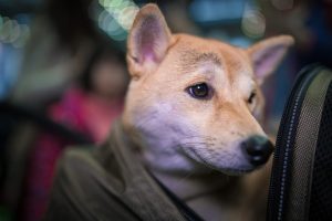 Where to Buy a Dog Backpack? - Post Thumbnail